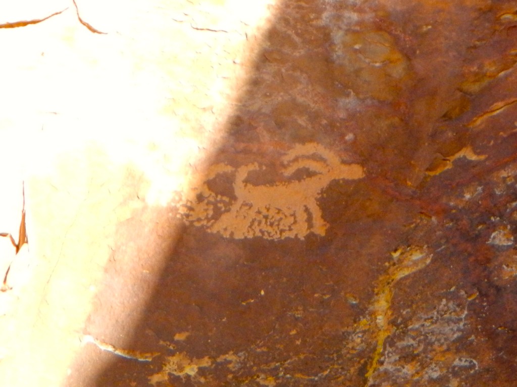 McKee Springs...a critter