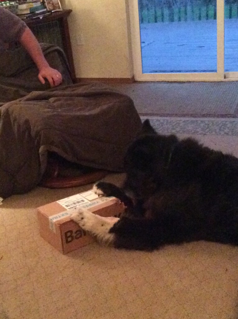 Jinks loving his BarkBox...What's in there?