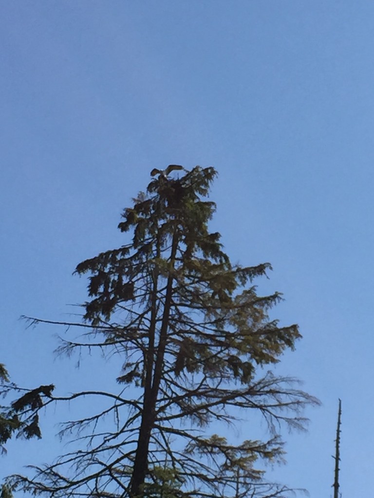 Osprey participating in a romantic interlude.