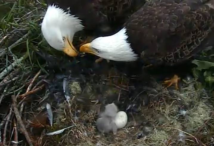 Those eggs are now chicks!