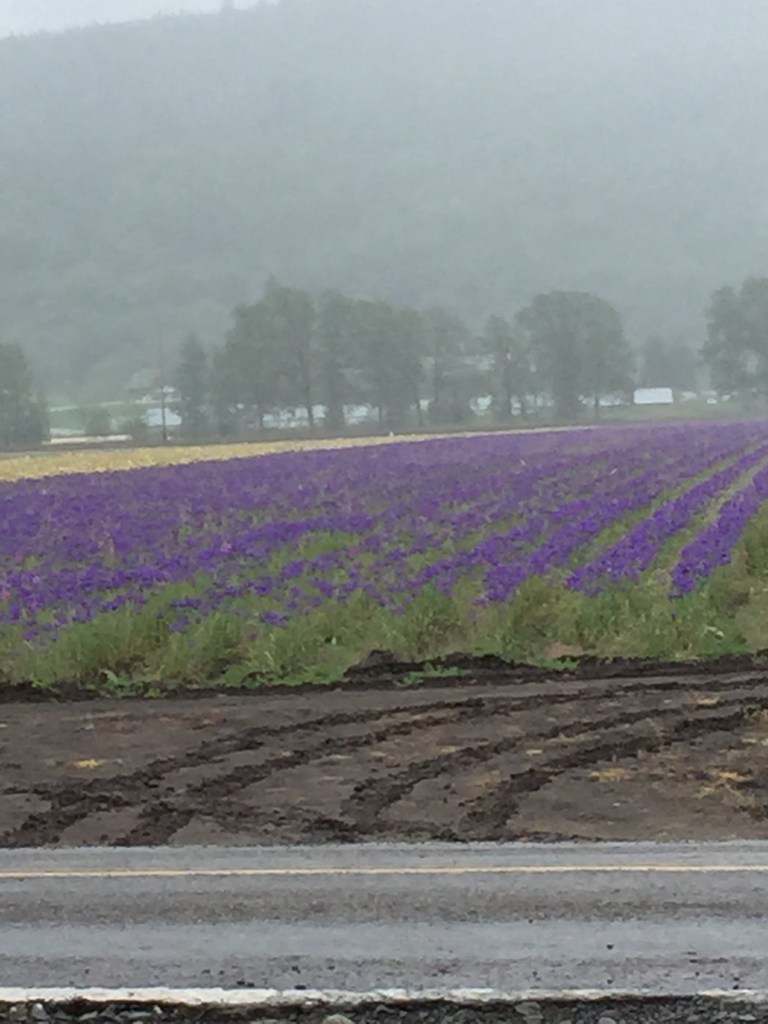 Fields of Iris