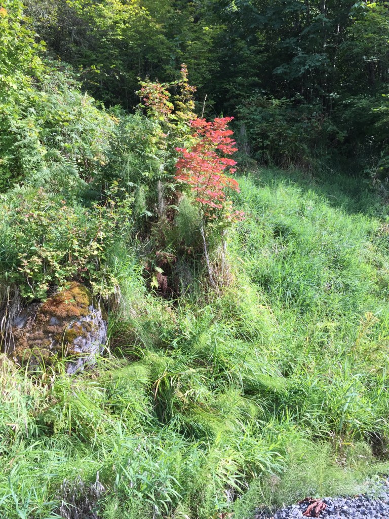 A little slice of Autumn. Sort of an appetizer.