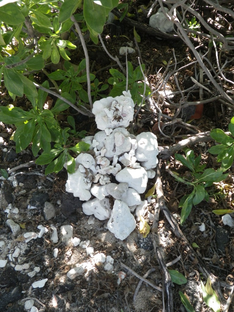 A sweet shrine we came across. We added our own heart corals and gratitude to the Spirit of this Island
