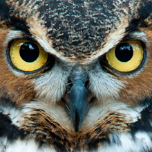 EXP_great-horned-owl_220px