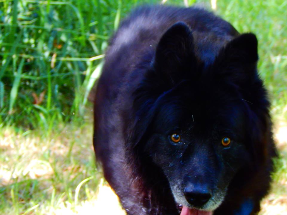 11934969_868139073272531_7367023519971076395_n